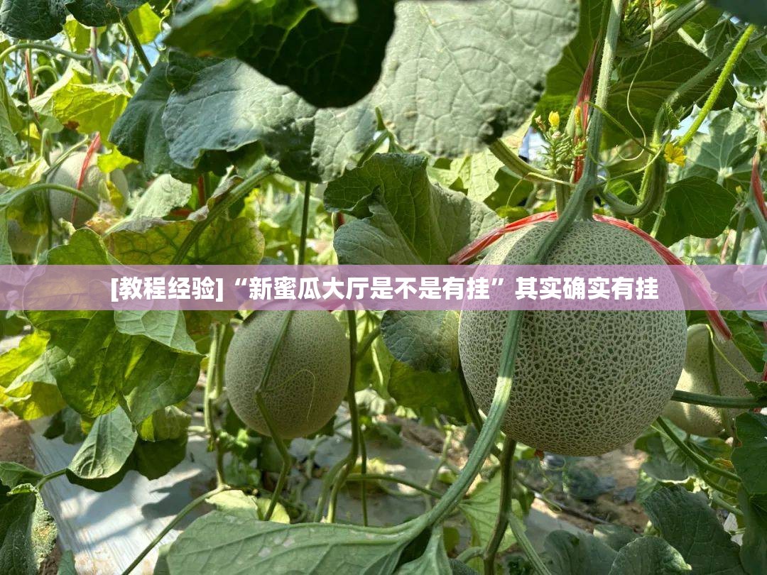 [教程经验]“新蜜瓜大厅是不是有挂”其实确实有挂