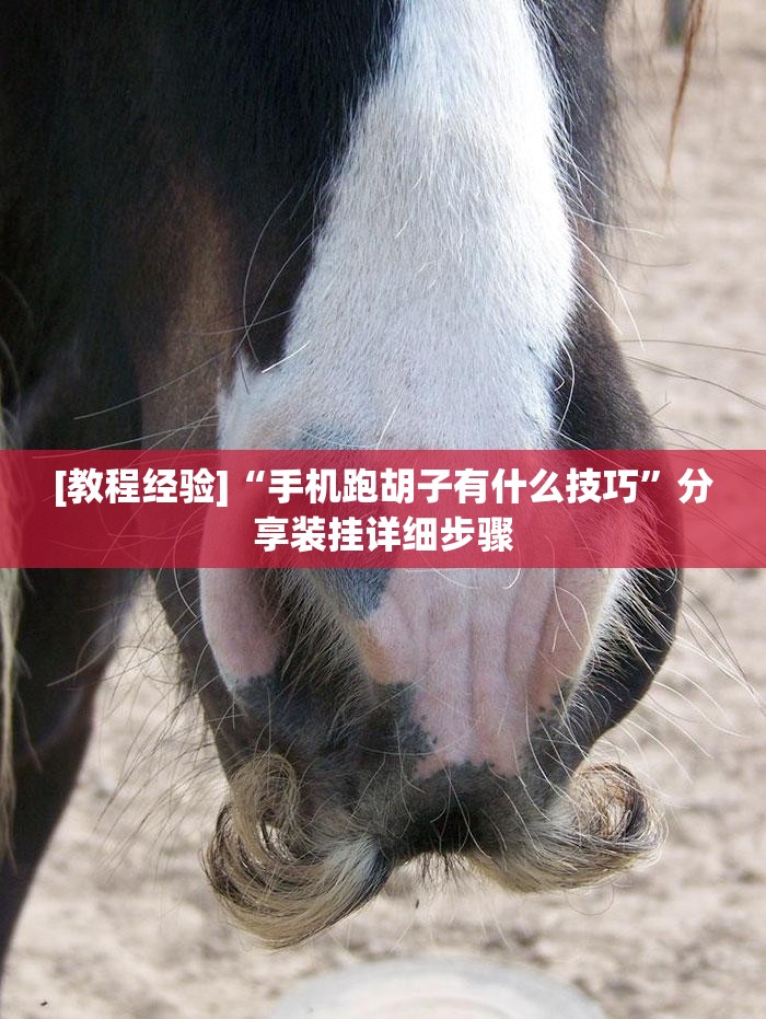 [教程经验]“手机跑胡子有什么技巧”分享装挂详细步骤